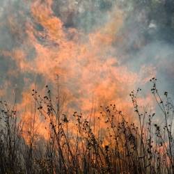 prairiebrand
